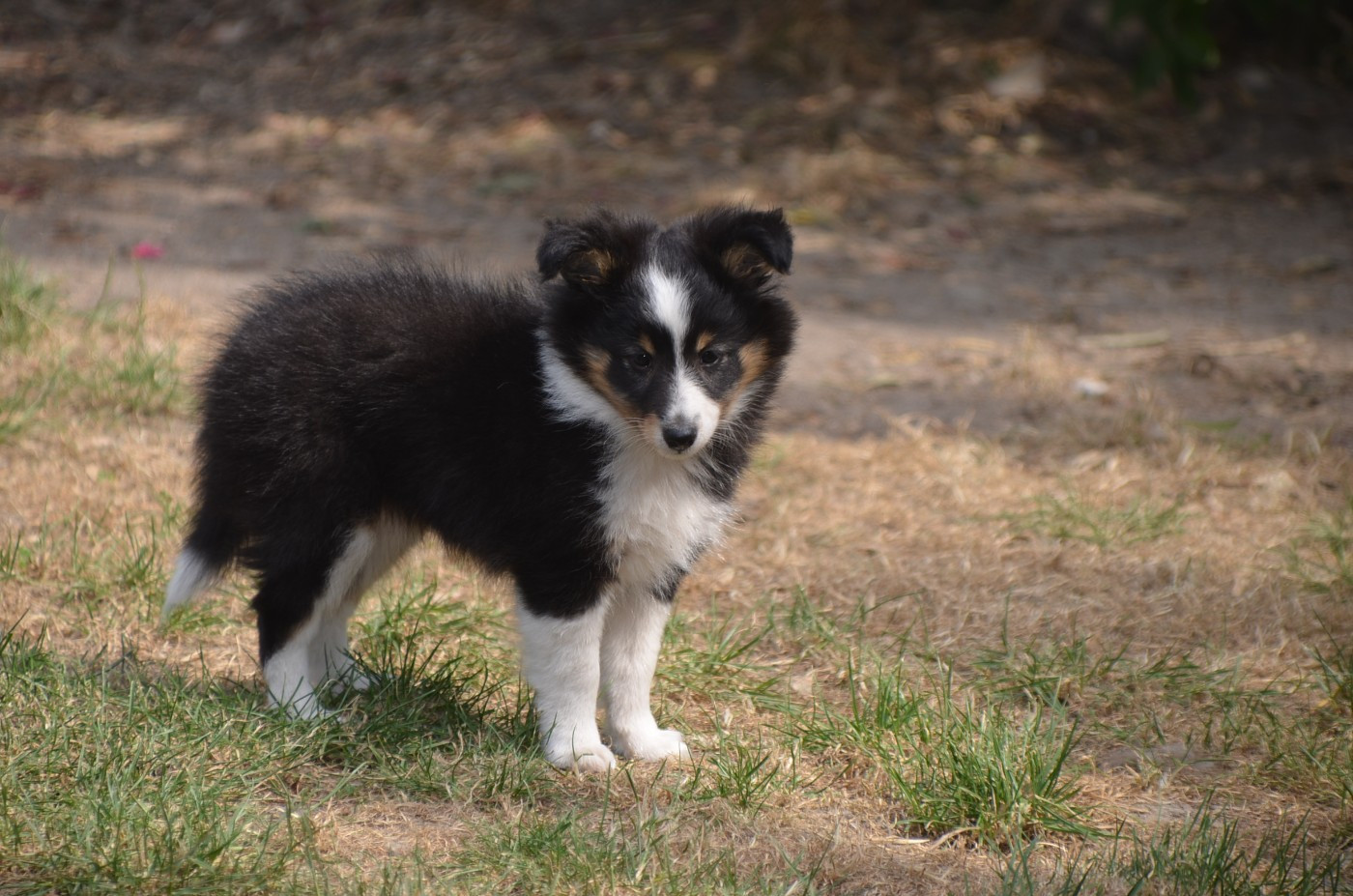Chiot Shetland Sheepdog De la foret des reves bleus