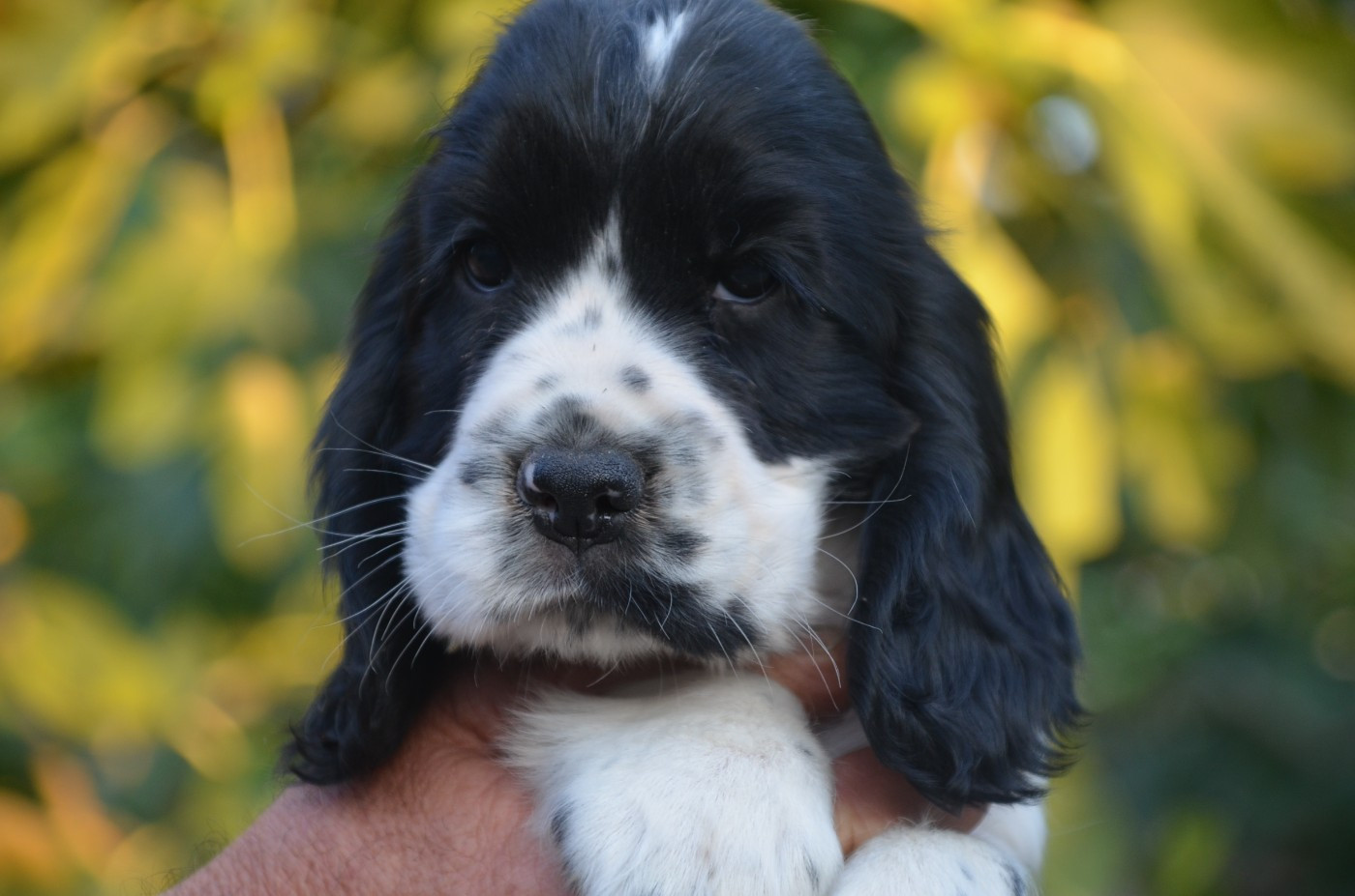 Chiot Cocker Spaniel Anglais De la foret des reves bleus