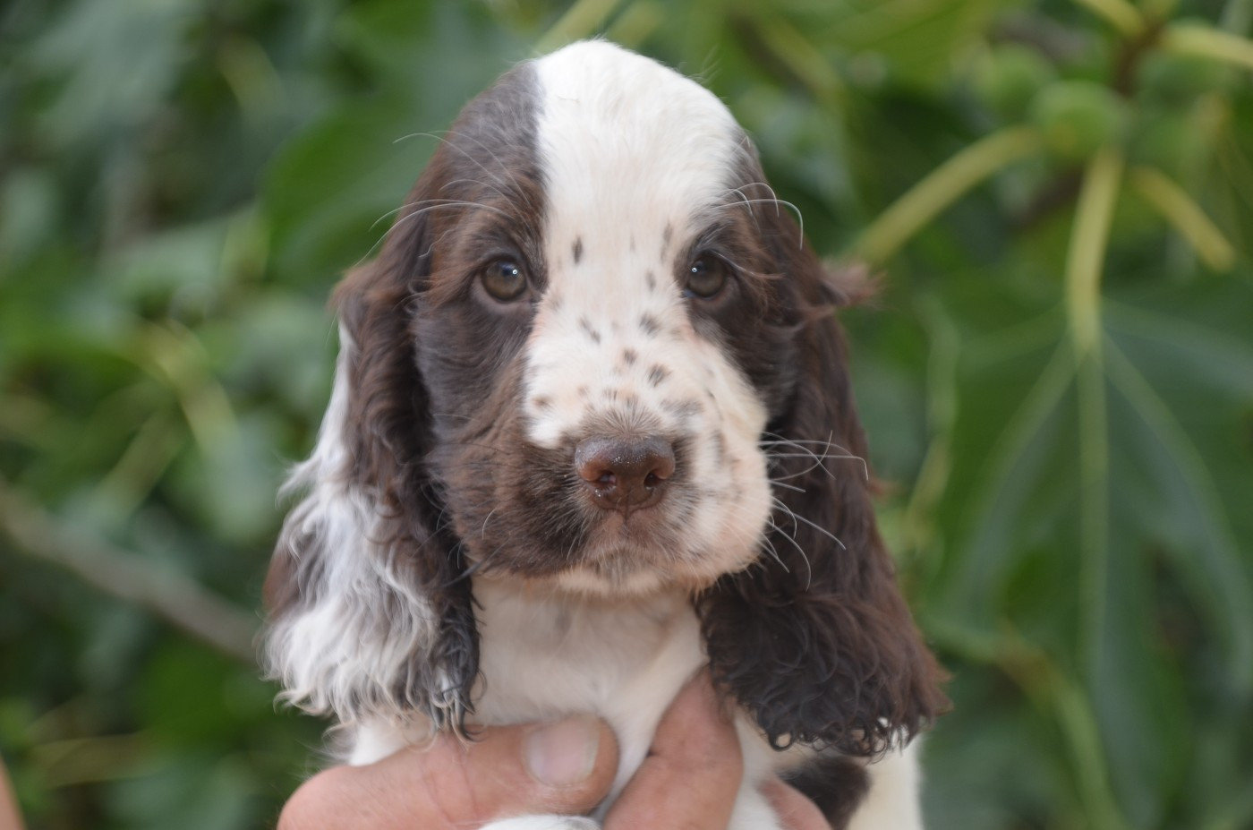 De la foret des reves bleus - Chiots disponibles - Cocker Spaniel Anglais