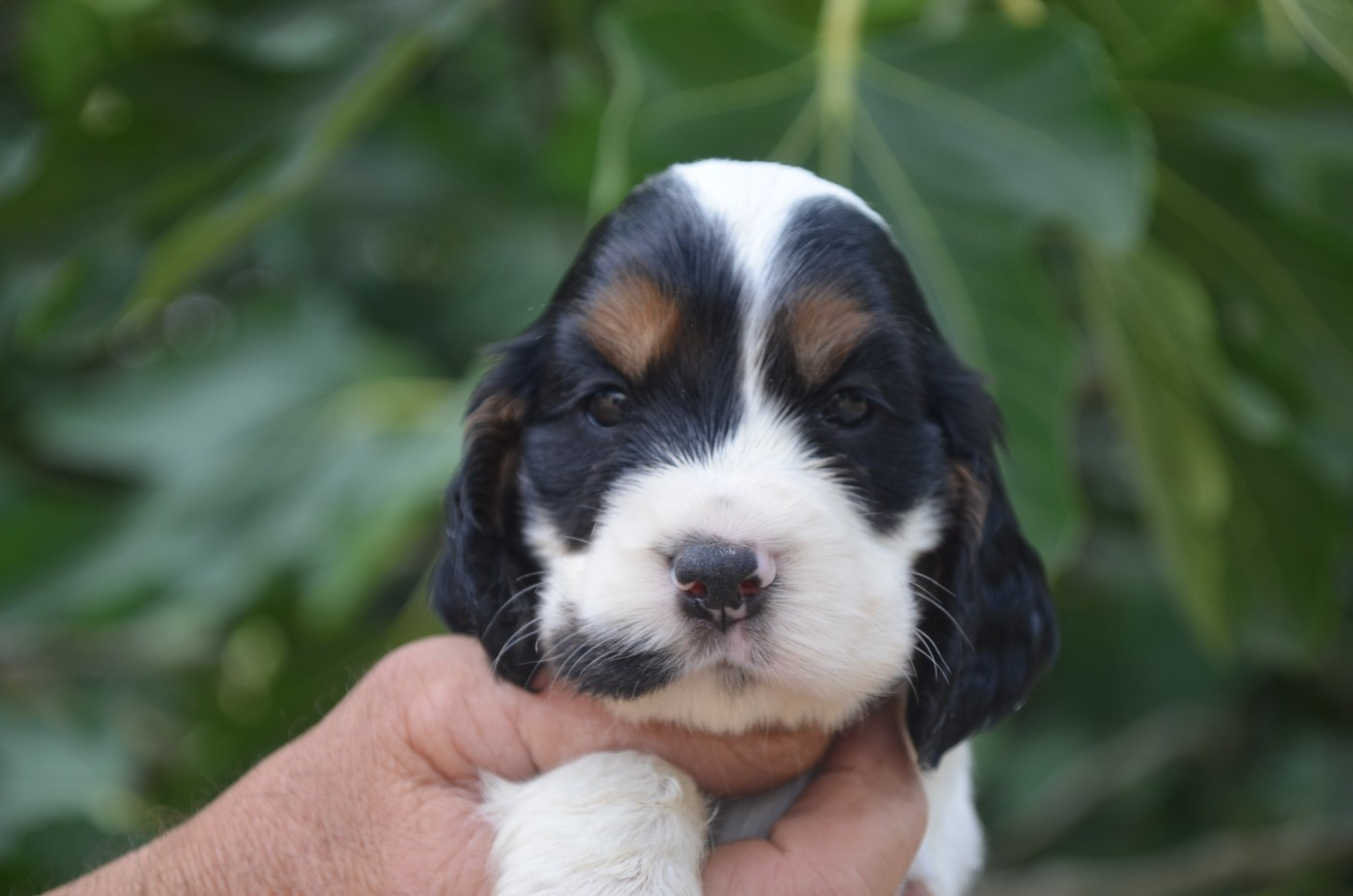 De la foret des reves bleus - Chiots disponibles - Cocker Spaniel Anglais