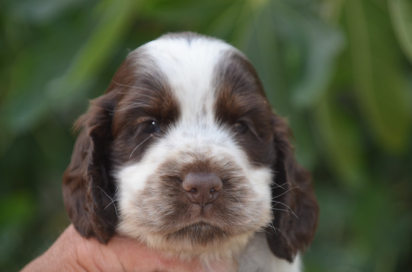 De la foret des reves bleus - Chiots disponibles - Cocker Spaniel Anglais