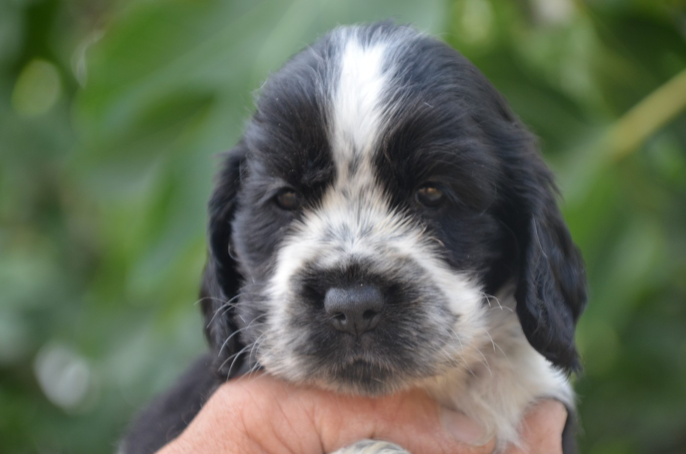 De la foret des reves bleus - Chiots disponibles - Cocker Spaniel Anglais