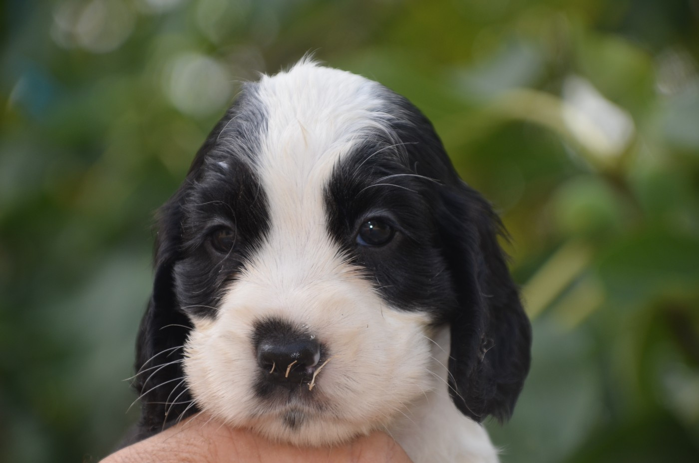 De la foret des reves bleus - Chiots disponibles - Cocker Spaniel Anglais