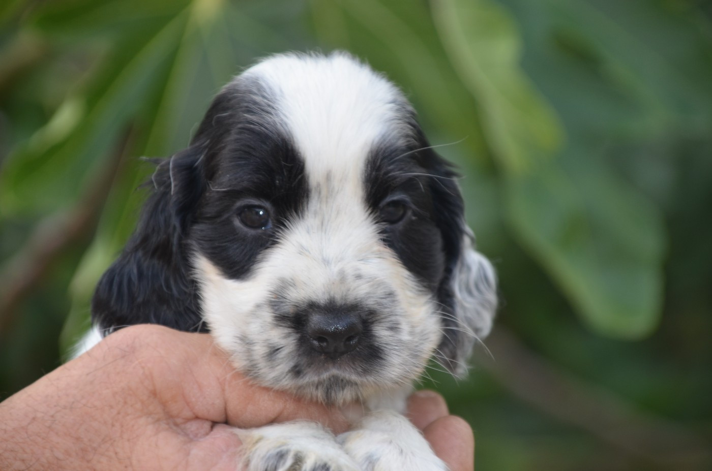 De la foret des reves bleus - Chiots disponibles - Cocker Spaniel Anglais
