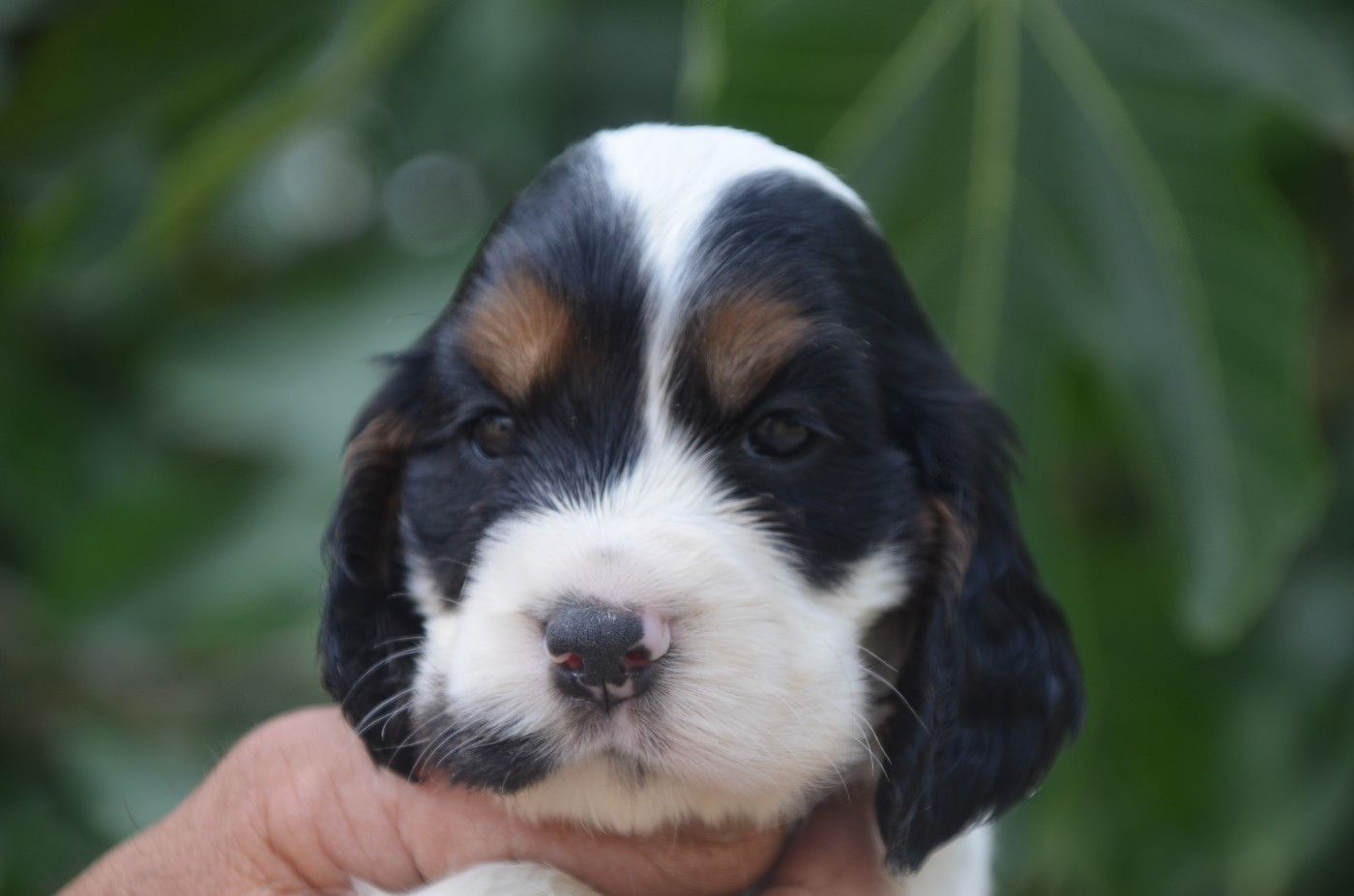Chiot Cocker Spaniel Anglais De la foret des reves bleus