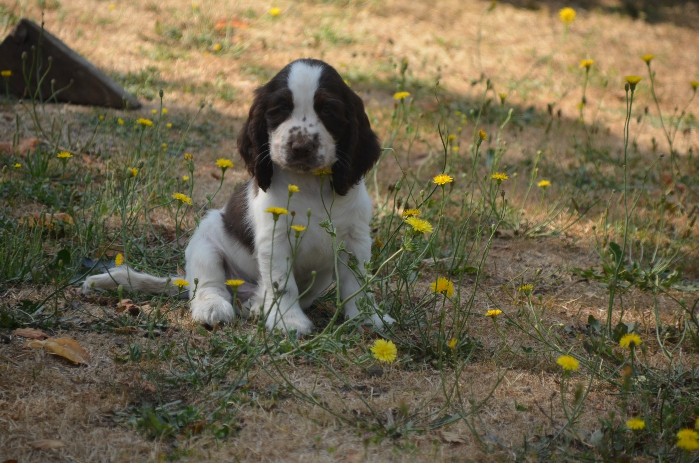 De la foret des reves bleus - Chiots disponibles - Cocker Spaniel Anglais
