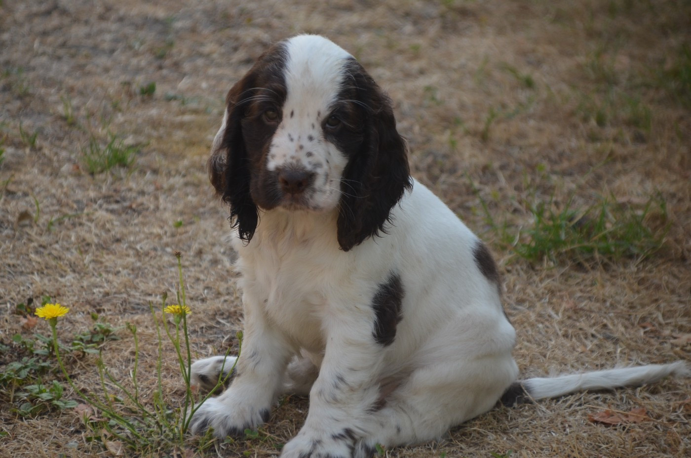 Chiot Cocker Spaniel Anglais De la foret des reves bleus