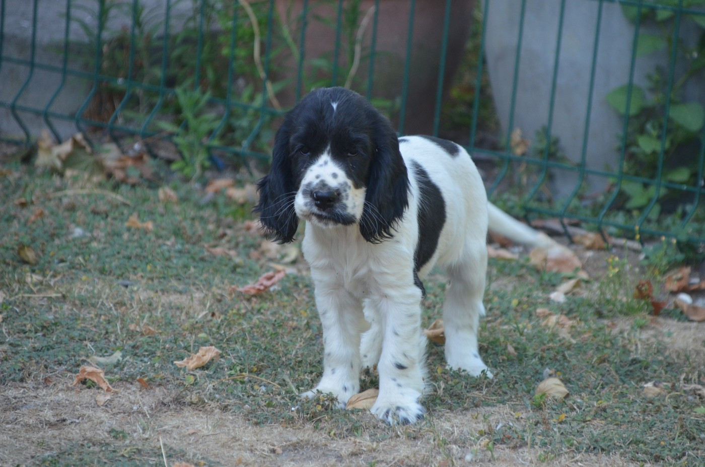 De la foret des reves bleus - Chiots disponibles - Cocker Spaniel Anglais