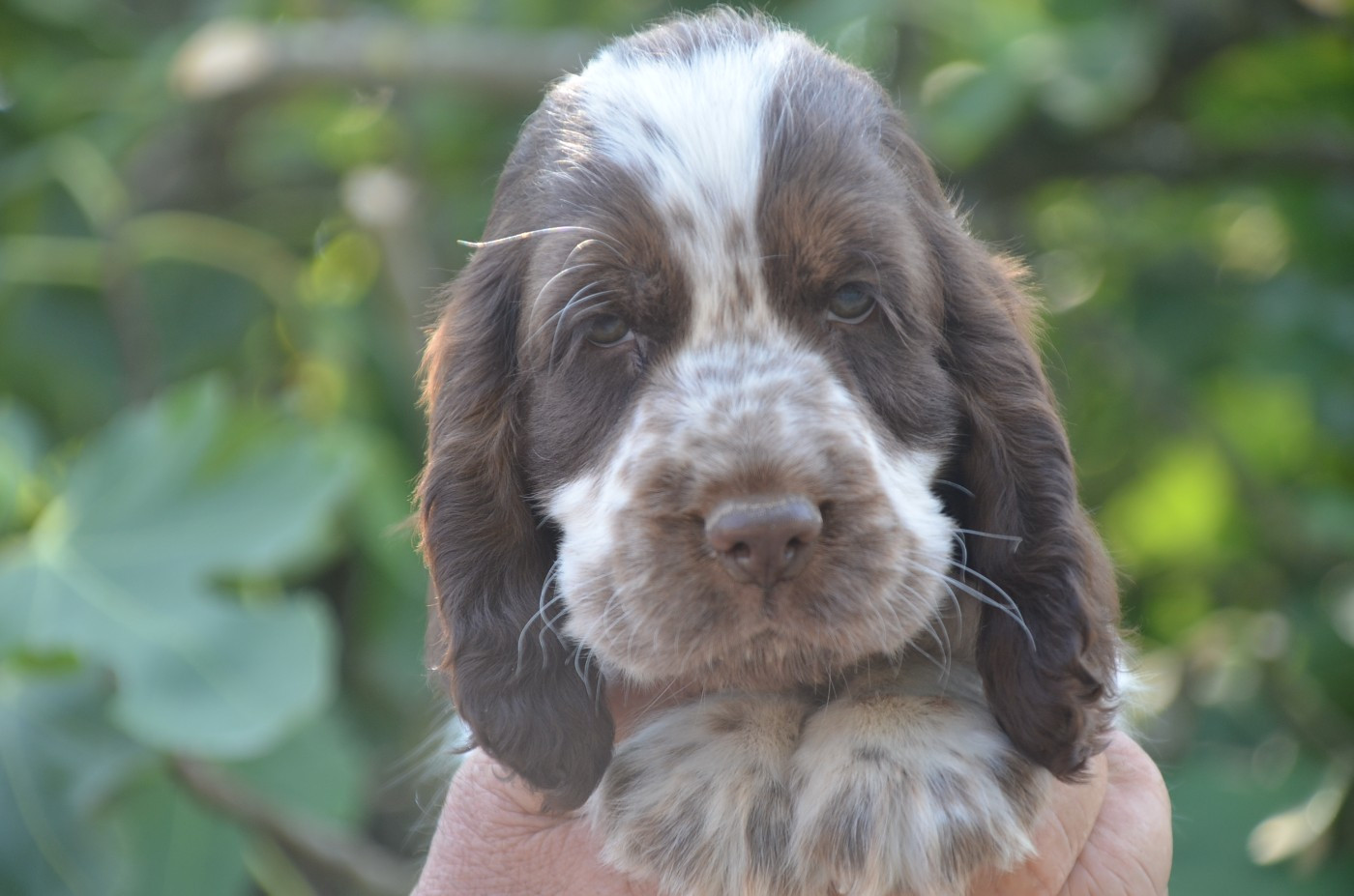 De la foret des reves bleus - Chiots disponibles - Cocker Spaniel Anglais