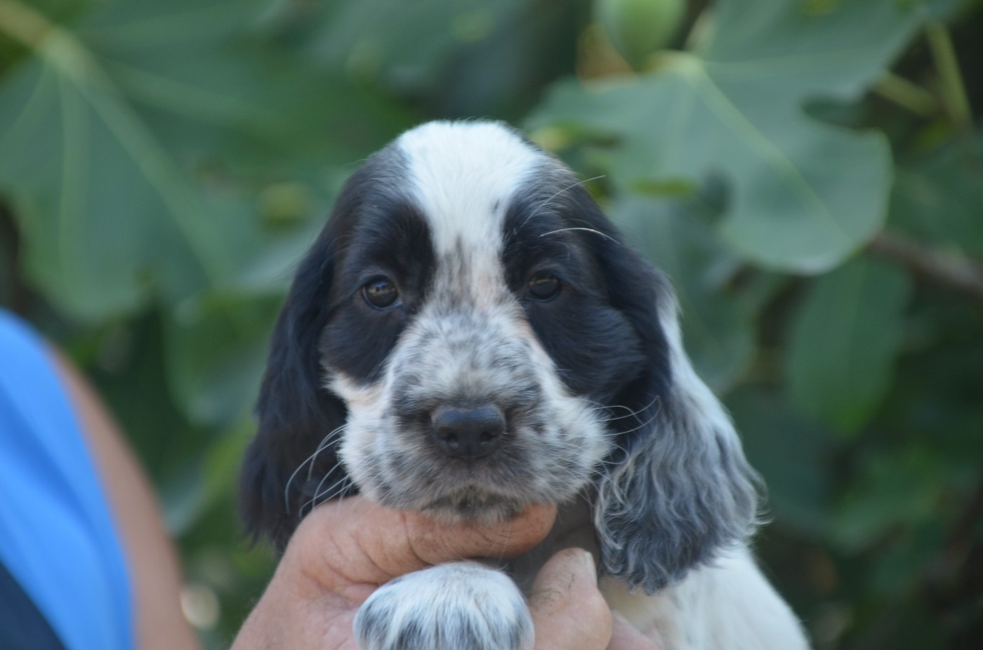 De la foret des reves bleus - Chiots disponibles - Cocker Spaniel Anglais