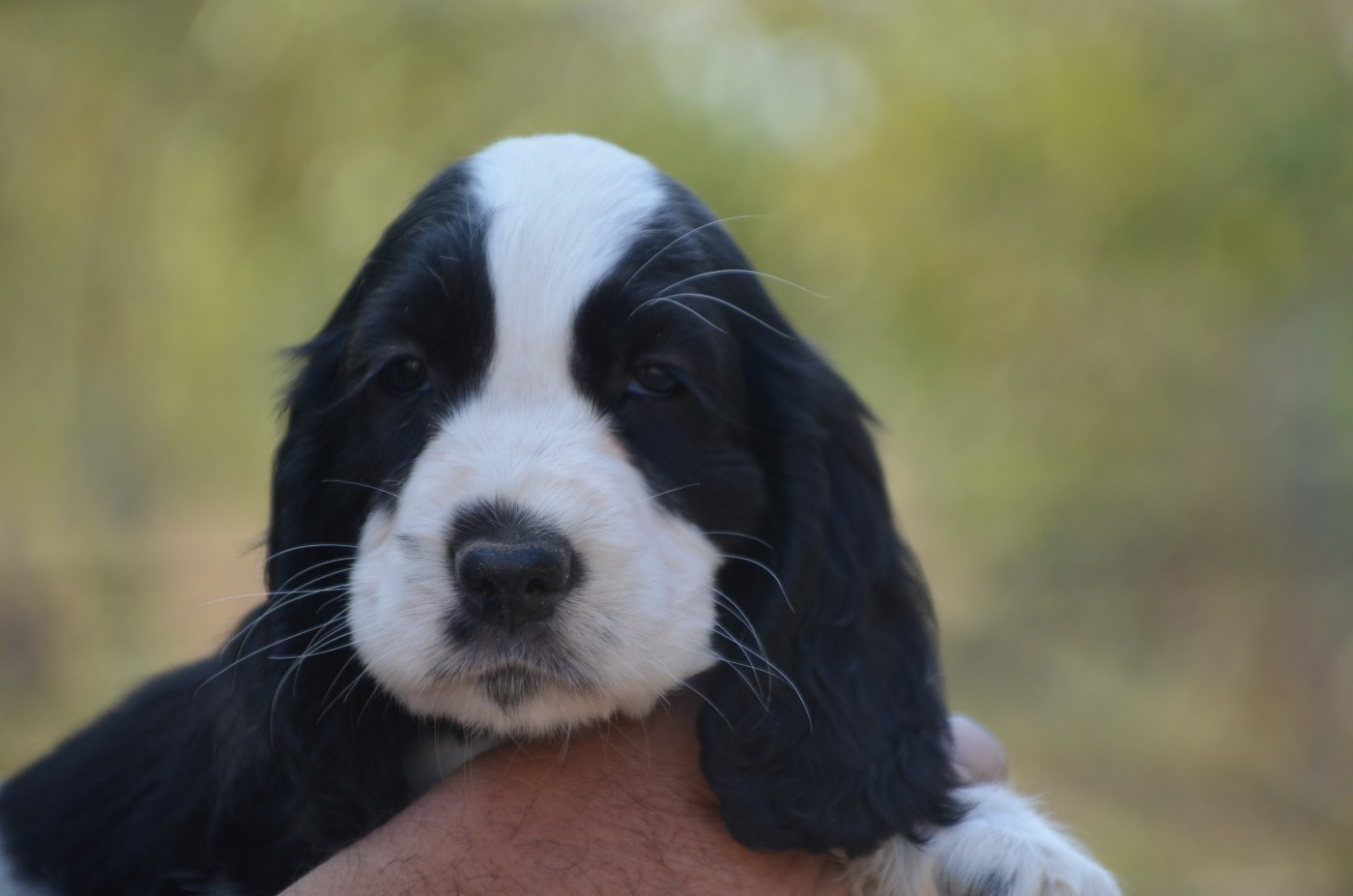 De la foret des reves bleus - Chiots disponibles - Cocker Spaniel Anglais