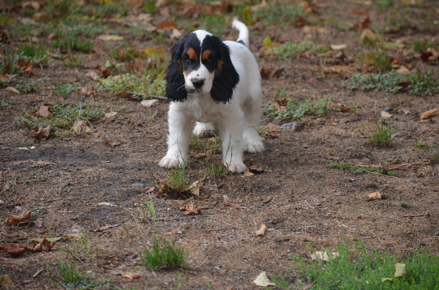 De la foret des reves bleus - Chiots disponibles - Cocker Spaniel Anglais