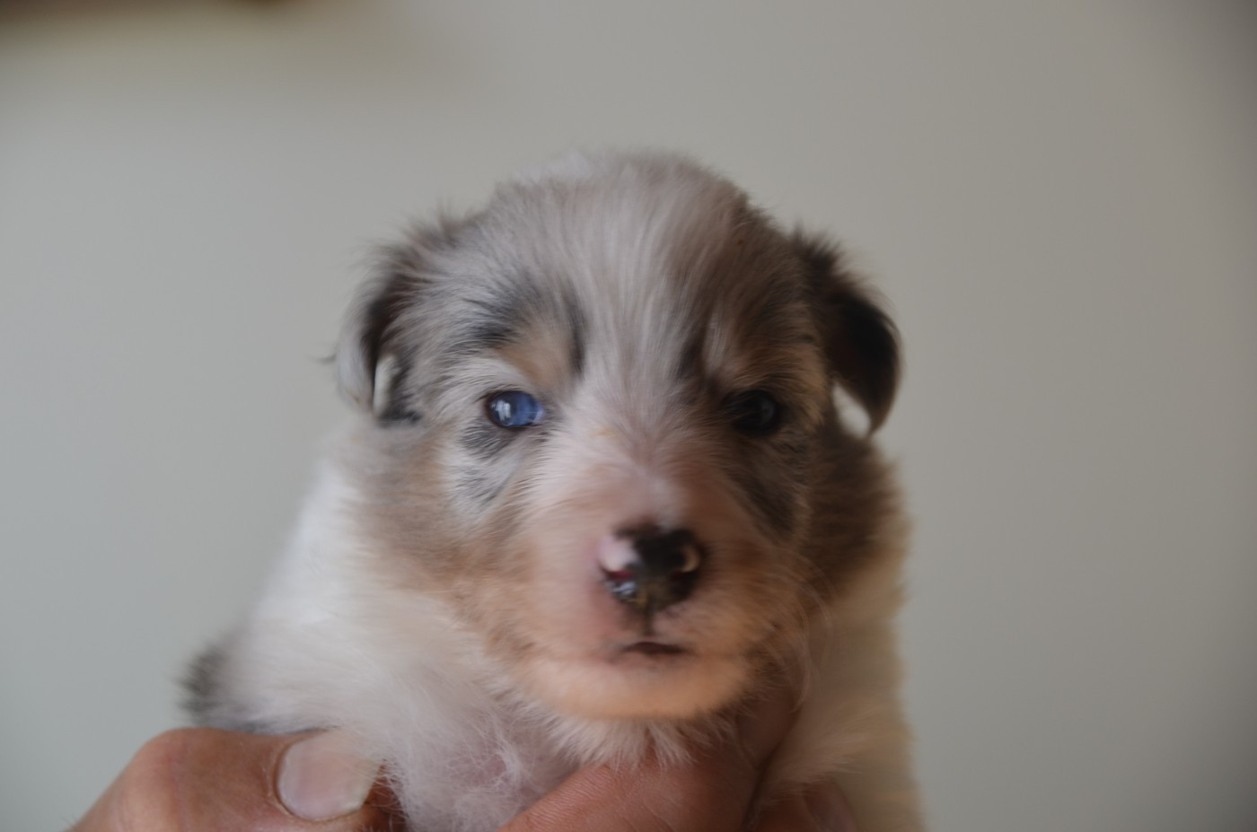 De la foret des reves bleus - Chiots disponibles - Shetland Sheepdog
