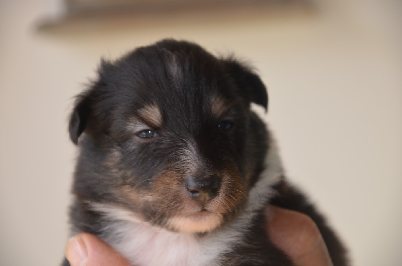 De la foret des reves bleus - Chiots disponibles - Shetland Sheepdog