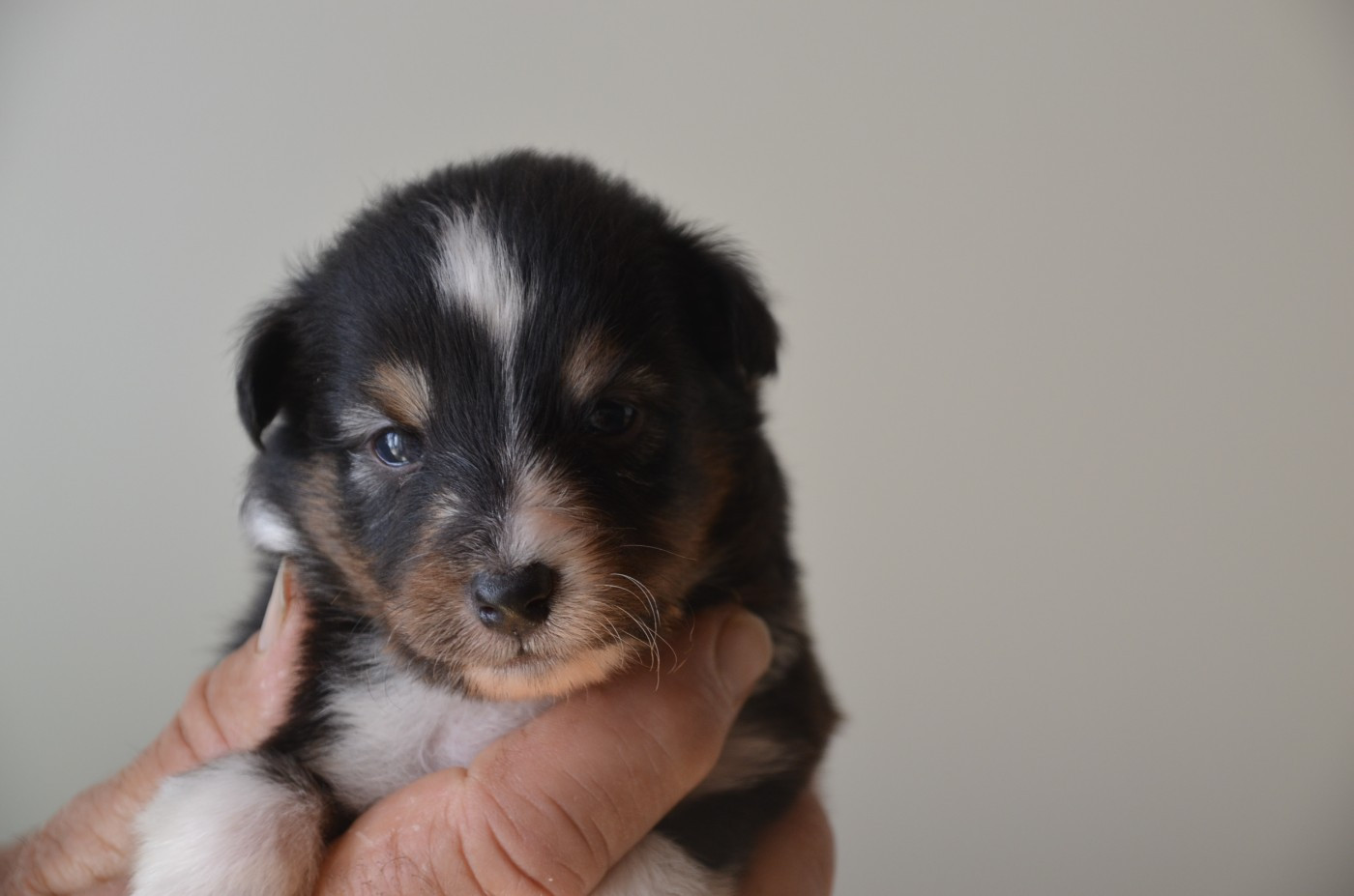 De la foret des reves bleus - Chiots disponibles - Shetland Sheepdog