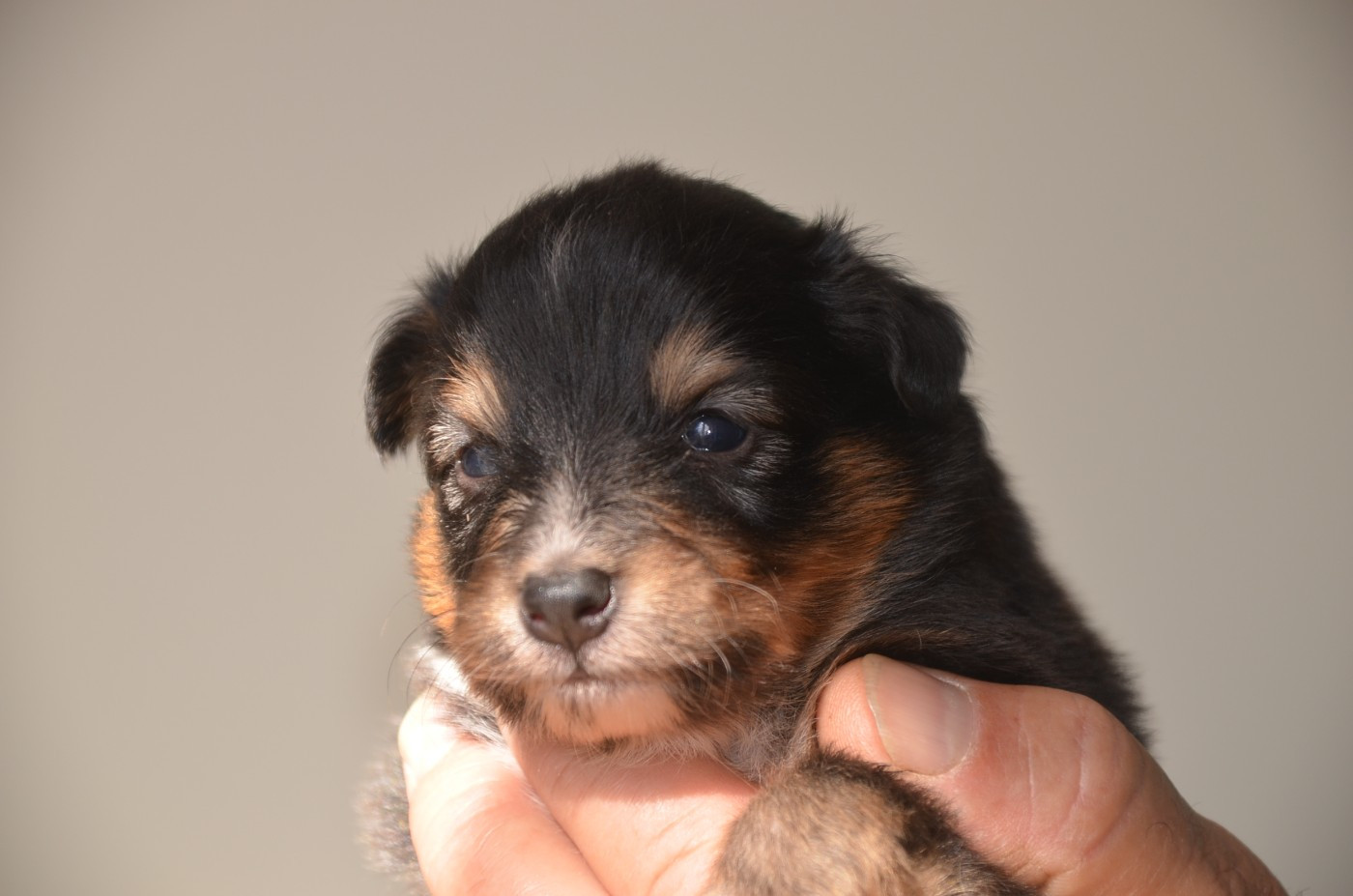 De la foret des reves bleus - Chiots disponibles - Shetland Sheepdog