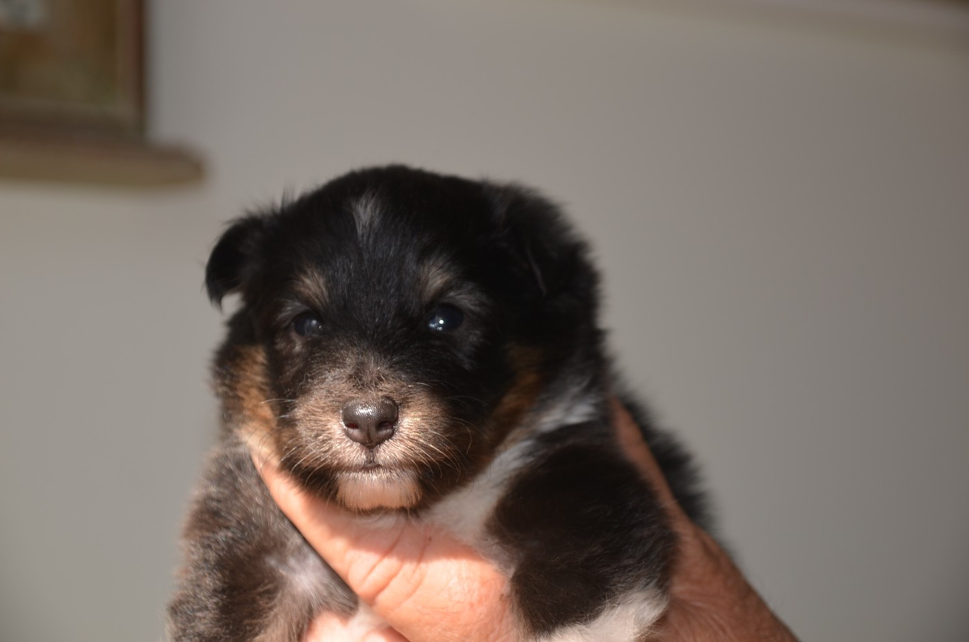 De la foret des reves bleus - Chiots disponibles - Shetland Sheepdog