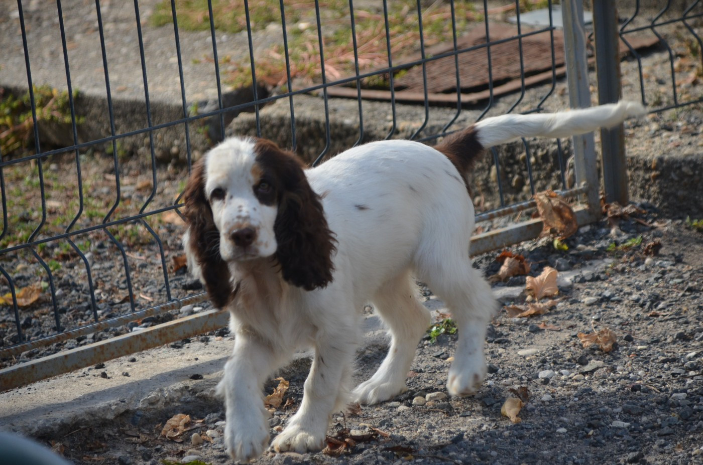 De la foret des reves bleus - Chiots disponibles - Cocker Spaniel Anglais
