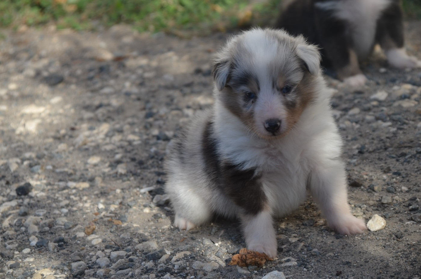 De la foret des reves bleus - Chiots disponibles - Shetland Sheepdog