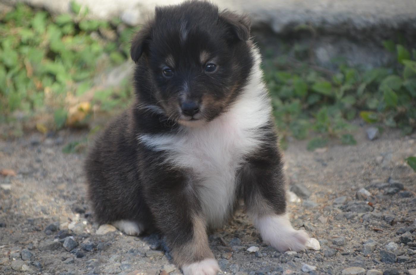 De la foret des reves bleus - Chiots disponibles - Shetland Sheepdog