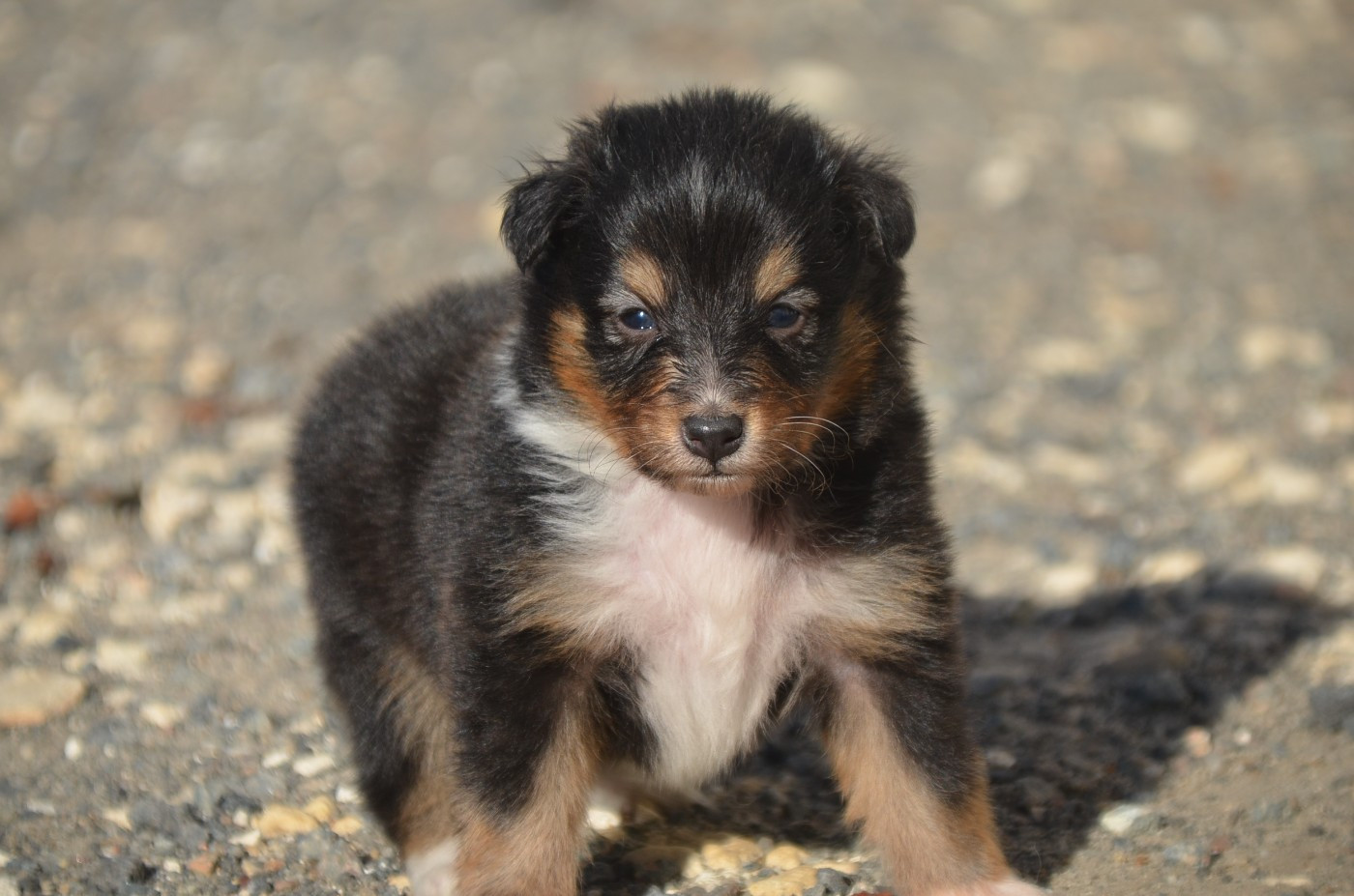 De la foret des reves bleus - Chiots disponibles - Shetland Sheepdog