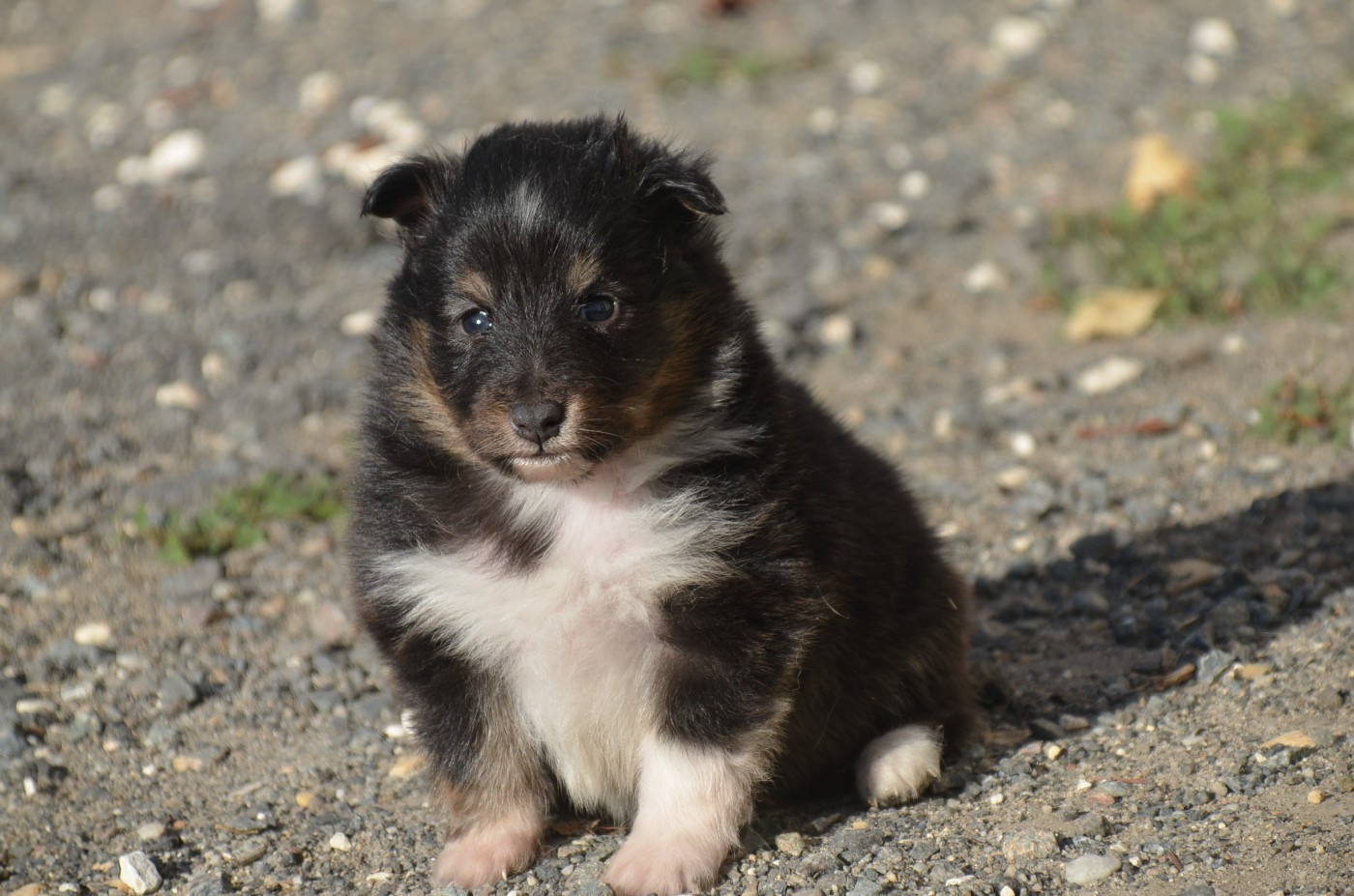 De la foret des reves bleus - Chiots disponibles - Shetland Sheepdog