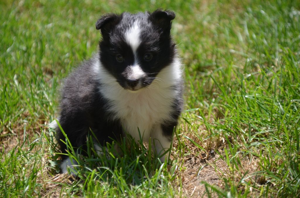 De la foret des reves bleus - Chiots disponibles - Shetland Sheepdog