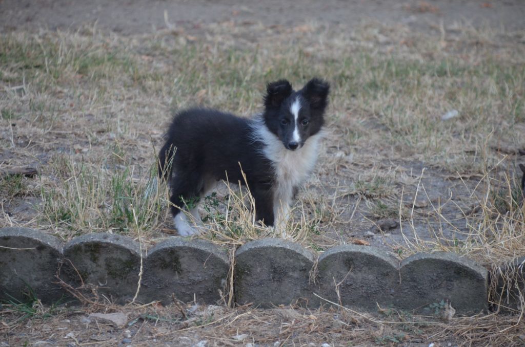 De la foret des reves bleus - Chiots disponibles - Shetland Sheepdog