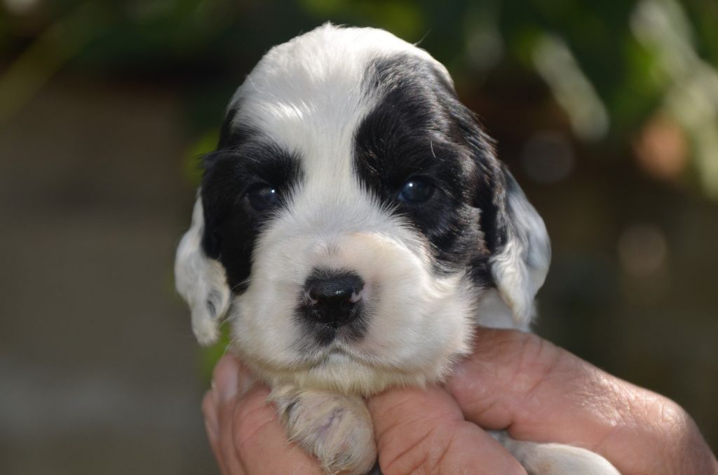 De la foret des reves bleus - Chiots disponibles - Cocker Spaniel Anglais