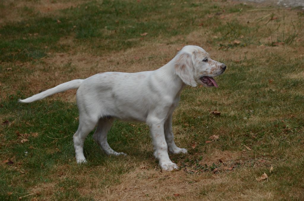 Chiot Setter Anglais De la foret des reves bleus