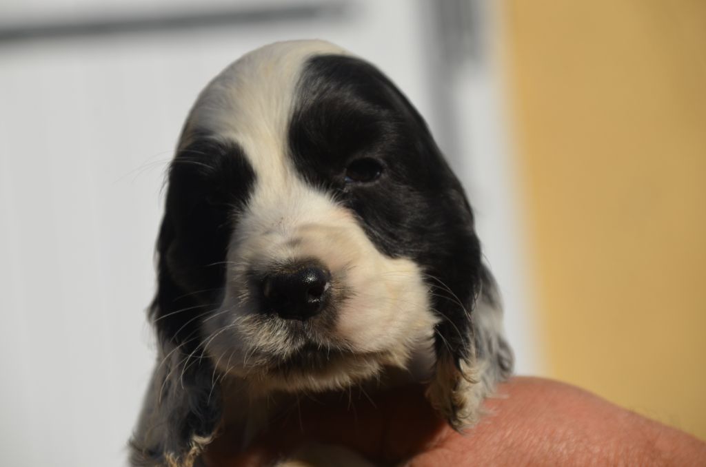 De la foret des reves bleus - Chiots disponibles - Cocker Spaniel Anglais