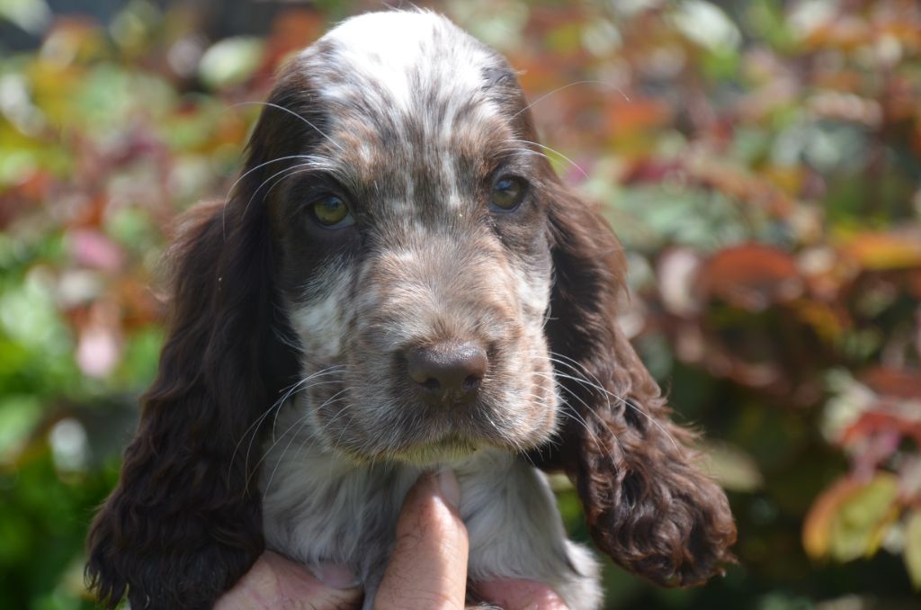De la foret des reves bleus - Chiots disponibles - Cocker Spaniel Anglais