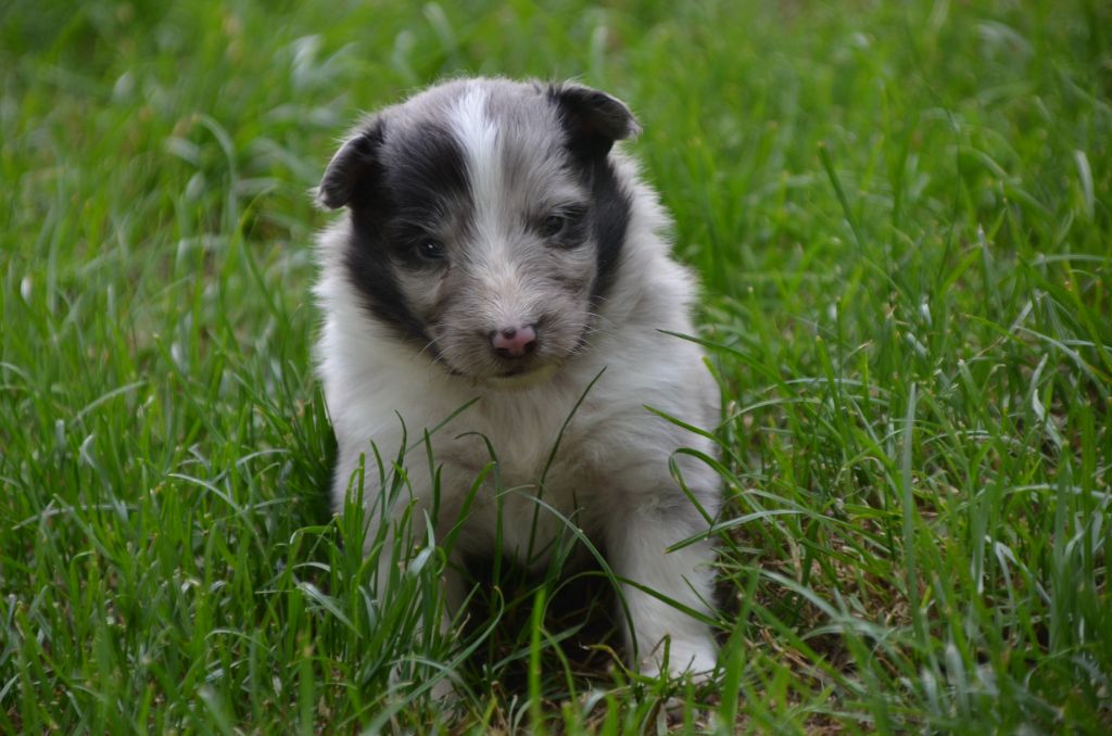 De la foret des reves bleus - Chiots disponibles - Shetland Sheepdog