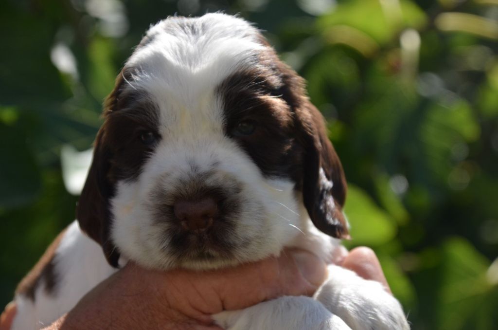 De la foret des reves bleus - Chiots disponibles - Cocker Spaniel Anglais