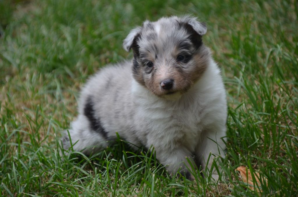 Chiot Shetland Sheepdog De la foret des reves bleus