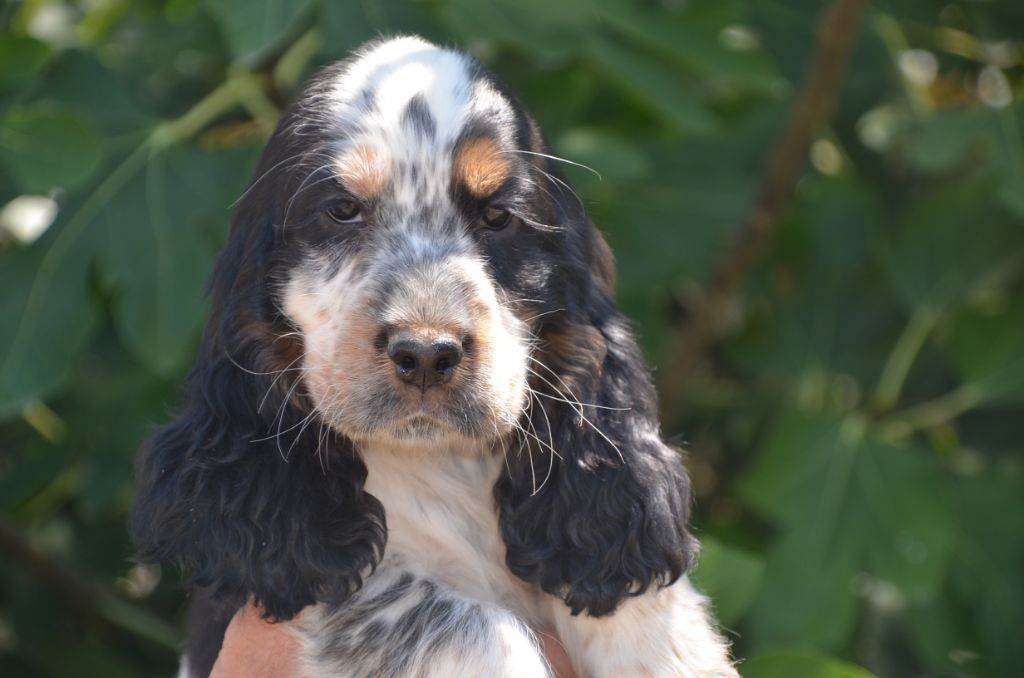 De la foret des reves bleus - Chiots disponibles - Cocker Spaniel Anglais