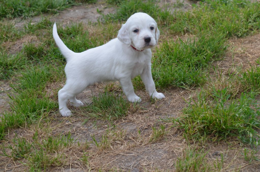 De la foret des reves bleus - Chiots disponibles - Setter Anglais