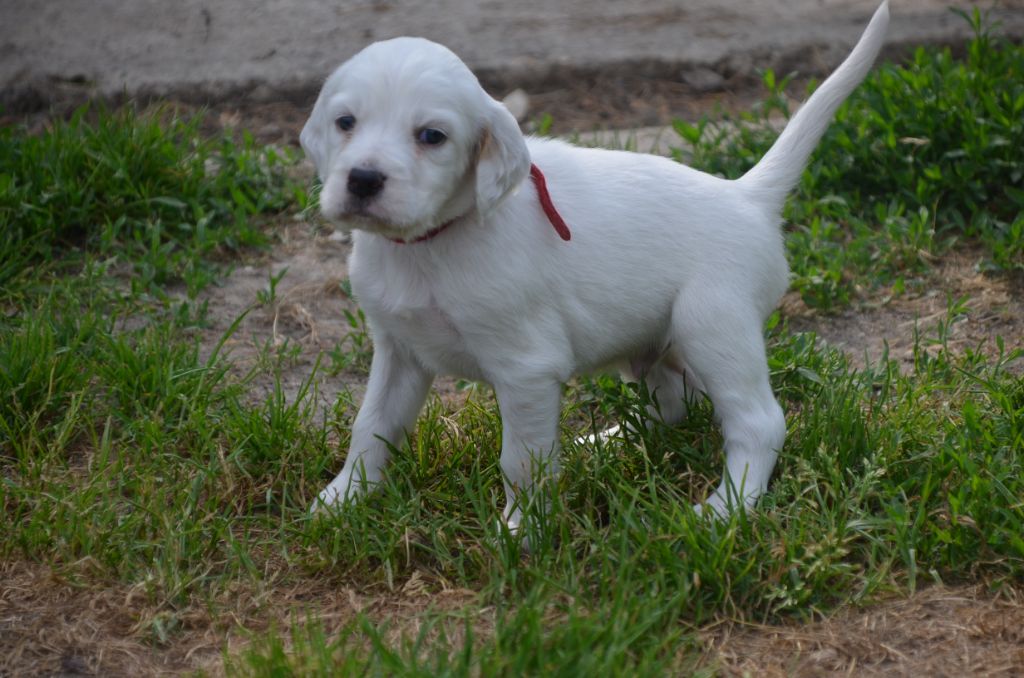 Chiot Setter Anglais De la foret des reves bleus