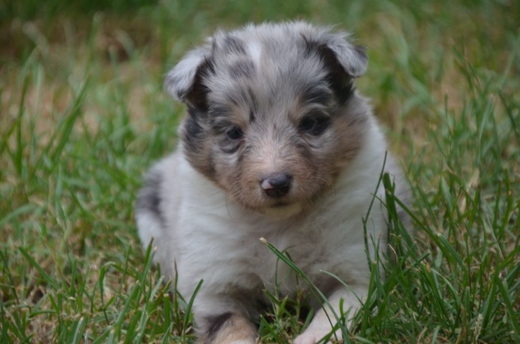 De la foret des reves bleus - Chiots disponibles - Shetland Sheepdog