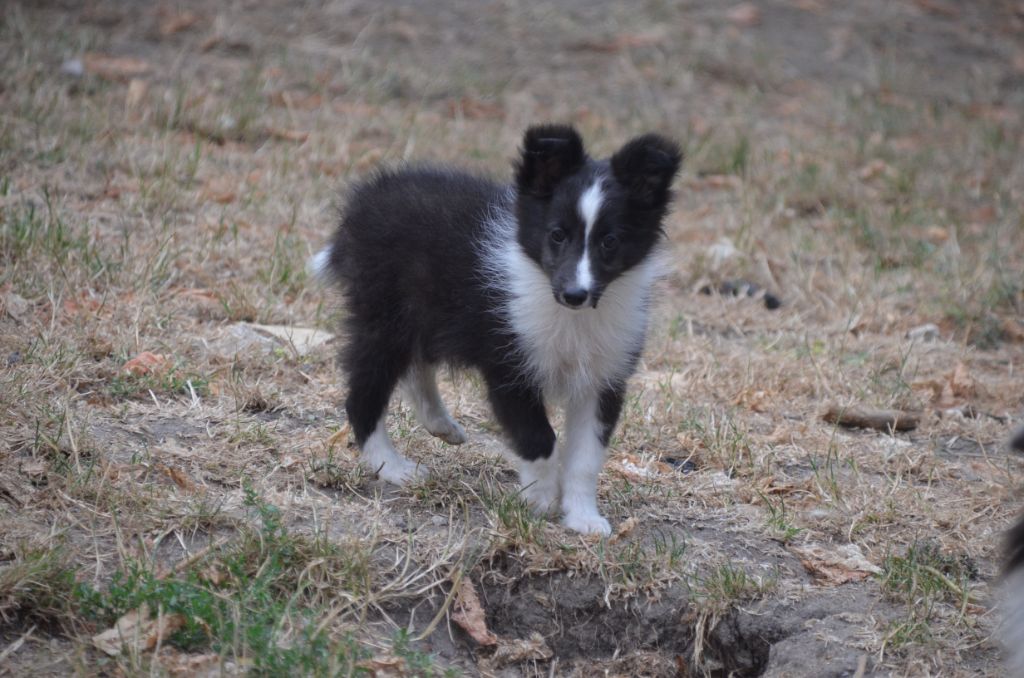 De la foret des reves bleus - Chiots disponibles - Shetland Sheepdog
