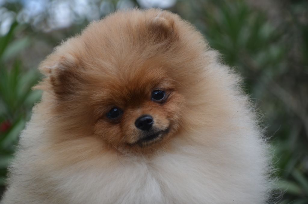 De la foret des reves bleus - Chiots disponibles - Spitz allemand