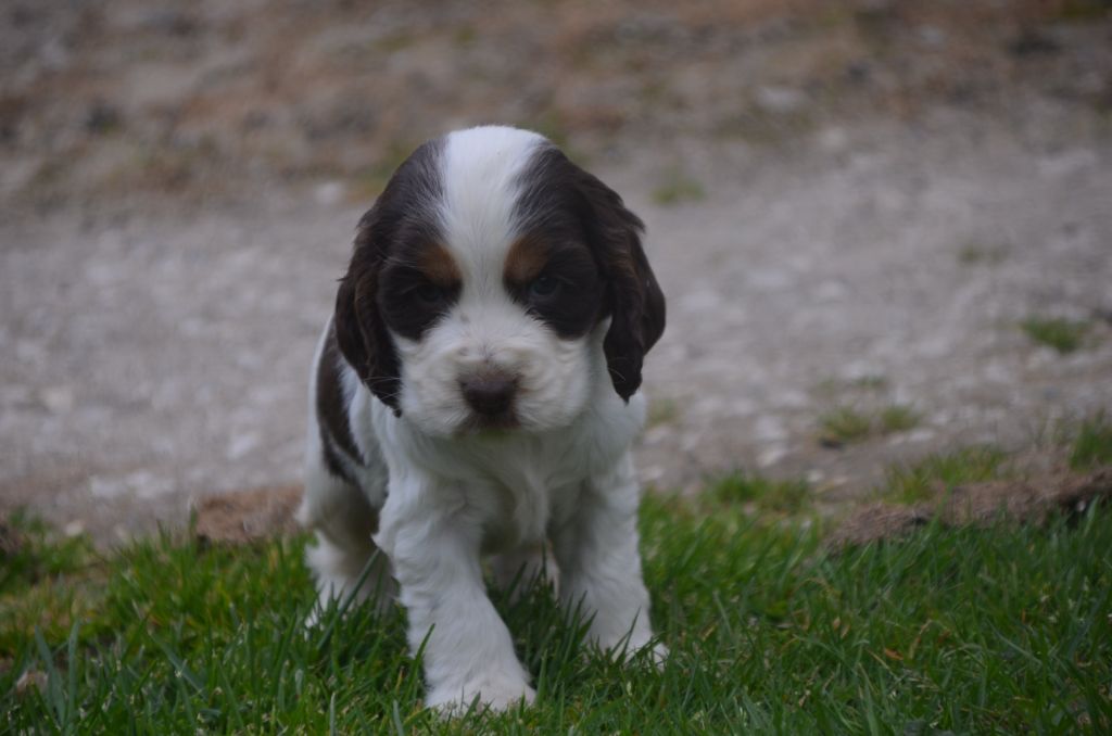 De la foret des reves bleus - Chiots disponibles - Cocker Spaniel Anglais