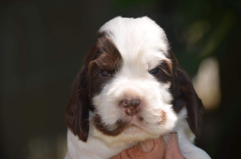 De la foret des reves bleus - Chiots disponibles - Cocker Spaniel Anglais
