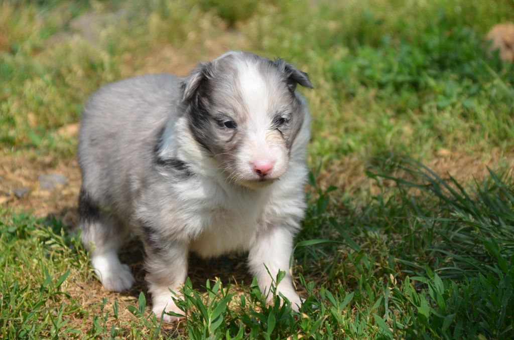 De la foret des reves bleus - Chiots disponibles - Shetland Sheepdog