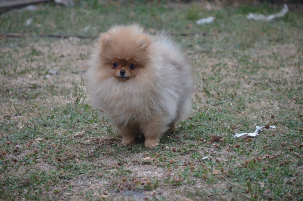 De la foret des reves bleus - Chiots disponibles - Spitz allemand