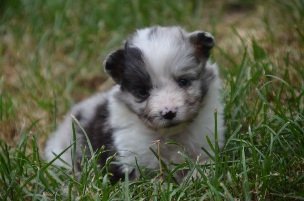 De la foret des reves bleus - Chiots disponibles - Shetland Sheepdog