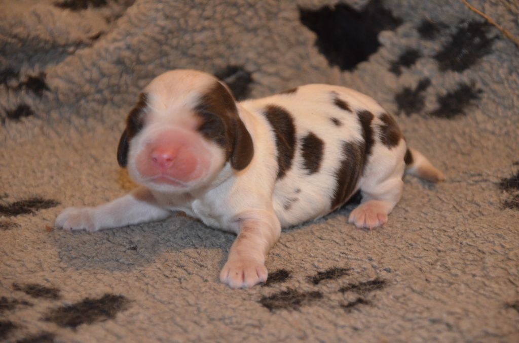 De la foret des reves bleus - Cocker Spaniel Anglais - Portée née le 17/11/2025