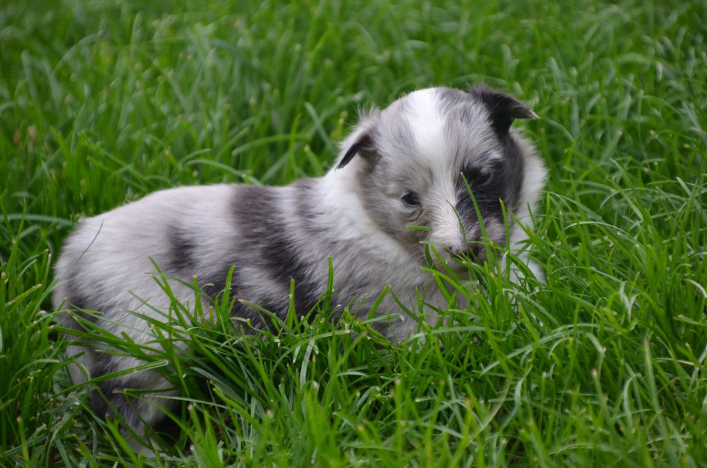 De la foret des reves bleus - Chiots disponibles - Shetland Sheepdog