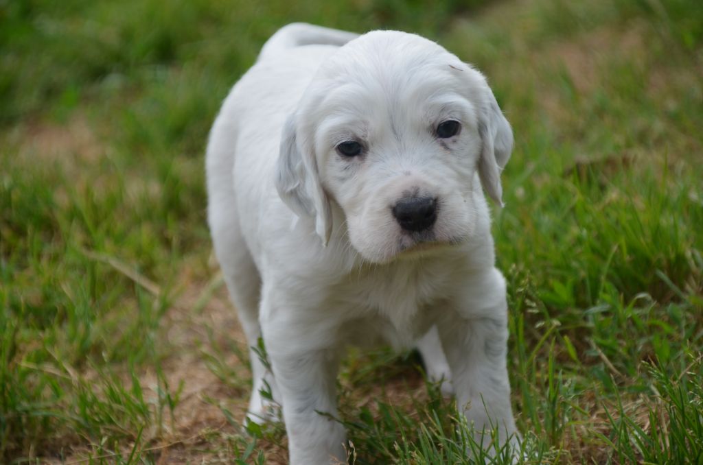 De la foret des reves bleus - Chiots disponibles - Setter Anglais