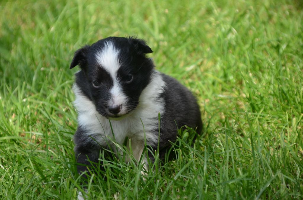 De la foret des reves bleus - Chiots disponibles - Shetland Sheepdog